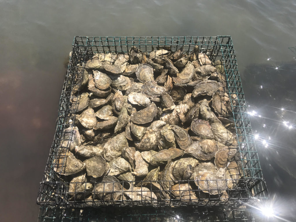 PFAS and Heavy Metal Contamination in North Carolina Farm Raised and