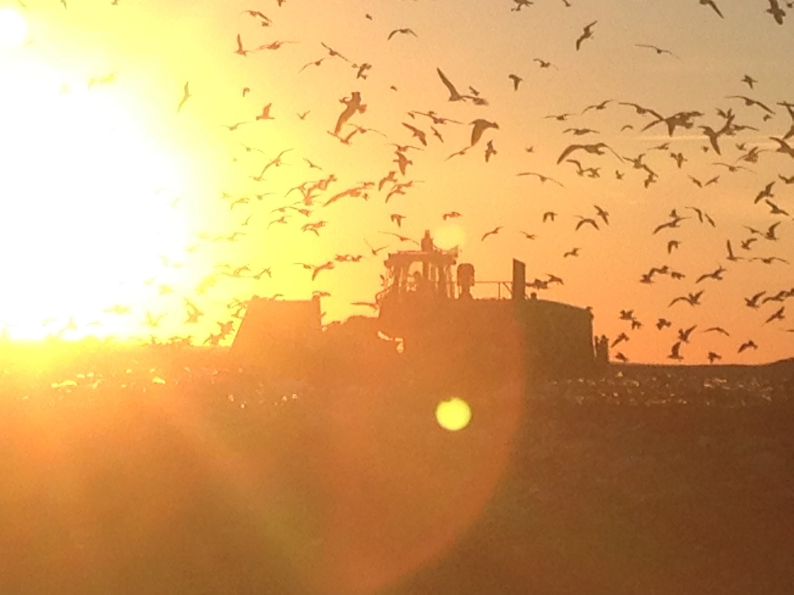Birds over a working vessel at sunset on coastal waters